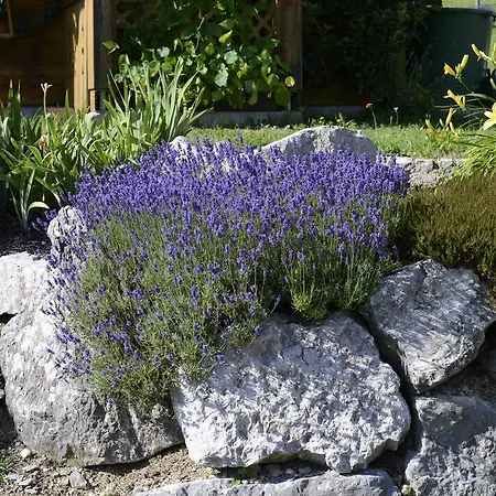 Apartmán Alpinrefugium Haus Am Anger Jungholz